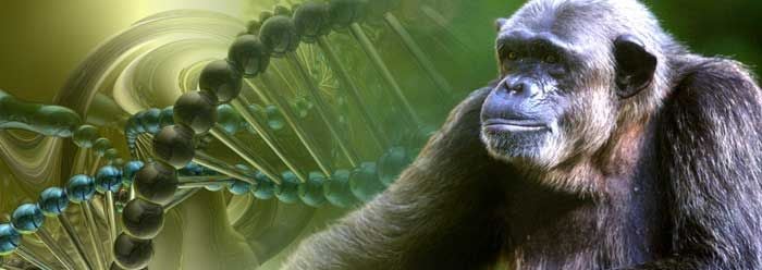 AI algorithm trained on non-human primate DNA accurately predicts ...